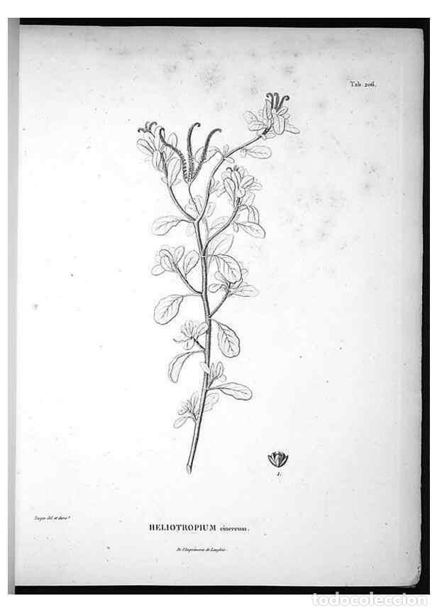 Coleccionismo de Revistas y Peri&oacute;dicos: Reproducci&oacute;n/Reproduction 49555962773: Nova genera et species plantarum :. Antverpiae :Ex officina C