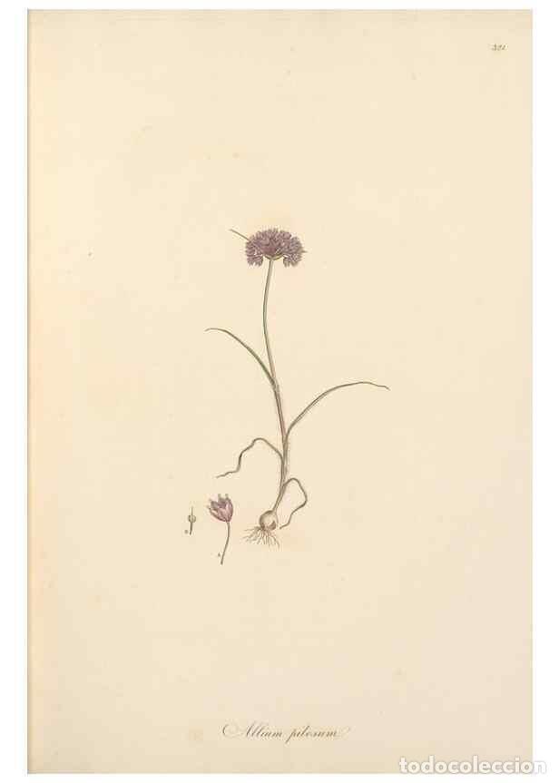 Coleccionismo de Revistas y Peri&oacute;dicos: Reproducci&oacute;n/Reproduction 49556869823: Flora Graeca, sive, Plantarum rariorum historia, quas in prov