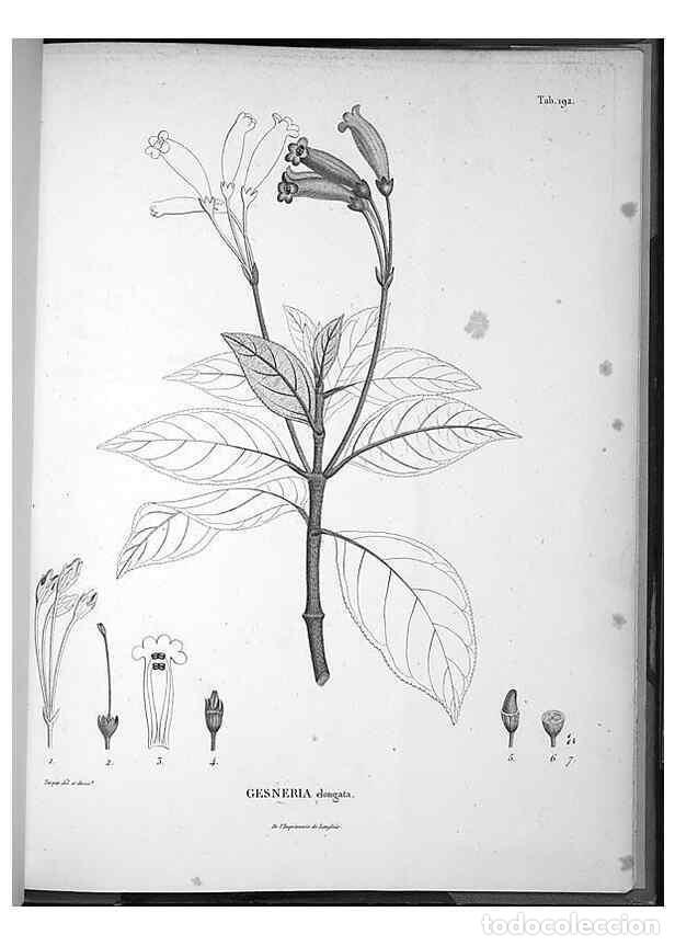 Collection Magazines and Newspapers: Reproducci&oacute;n/Reproduction 49556658697: Nova genera et species plantarum :. Antverpiae :Ex officina C