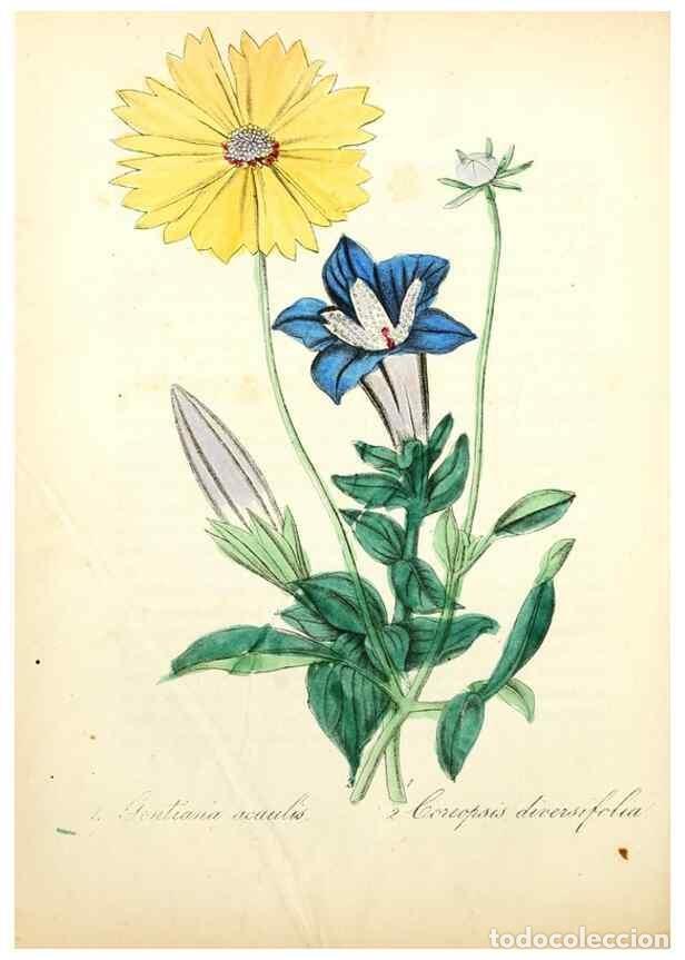 Collection Magazines and Newspapers: Reproducci&oacute;n/Reproduction 49780747778: The American flora :. New York :Hull & Spencer,1855.. - Stron