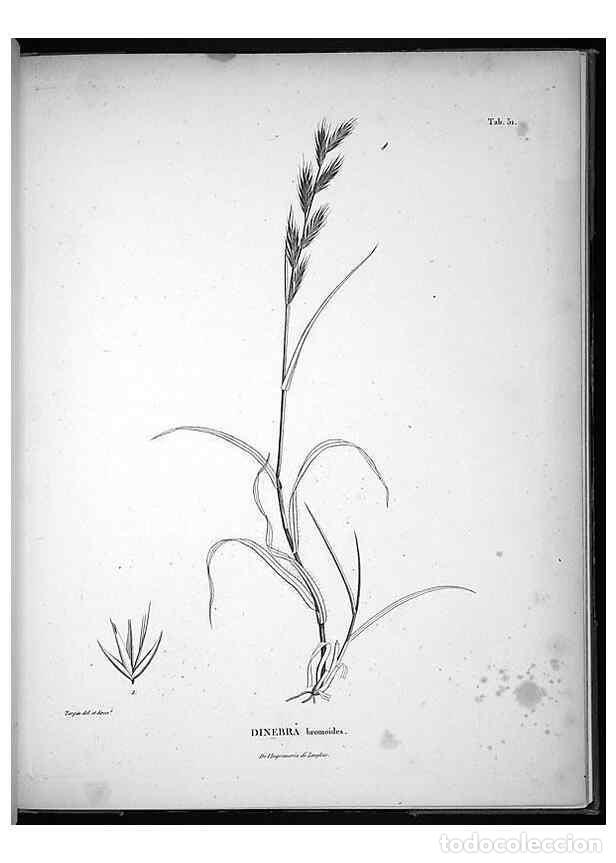 Collection Magazines and Newspapers: Reproducci&oacute;n/Reproduction 49556379426: Nova genera et species plantarum :. Antverpiae :Ex officina C