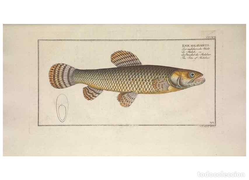 Collection Magazines and Newspapers: Reproducci&oacute;n/Reproduction 49774898267: Ichtyologie, ou, Histoire naturelle, g&eacute;n&eacute;rale et particuli&egrave;re