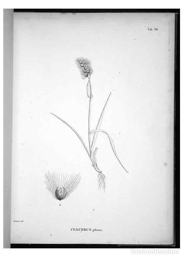 Collection Magazines and Newspapers: Reproducci&oacute;n/Reproduction 49556613282: Nova genera et species plantarum :. Antverpiae :Ex officina C