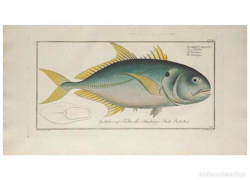 Sammeln von Zeitschriften und Zeitungen: Reproducci&oacute;n/Reproduction 49774820157: Ichtyologie, ou, Histoire naturelle, g&eacute;n&eacute;rale et particuli&egrave;re