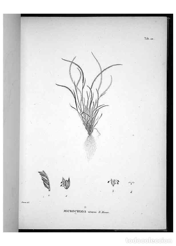 Sammeln von Zeitschriften und Zeitungen: Reproducci&oacute;n/Reproduction 49556374631: Nova genera et species plantarum :. Antverpiae :Ex officina C