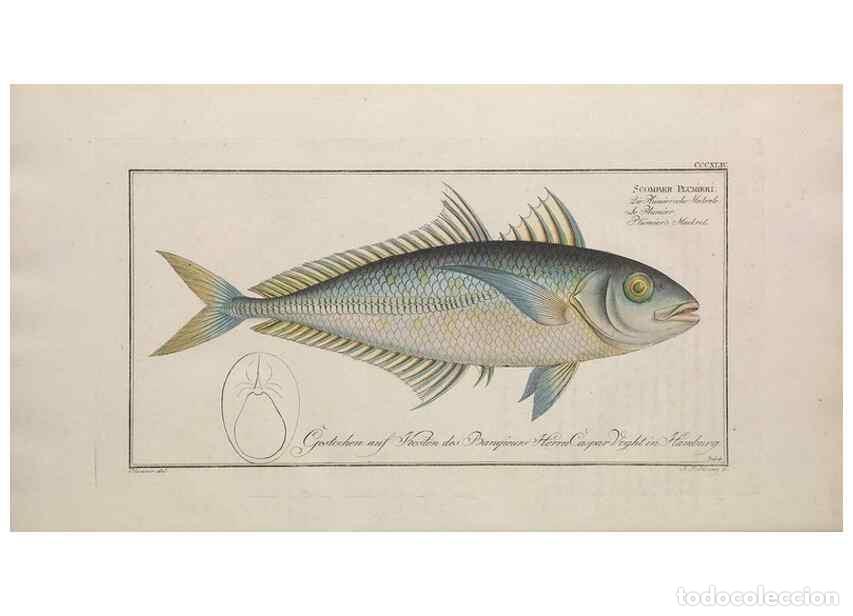 Sammeln von Zeitschriften und Zeitungen: Reproducci&oacute;n/Reproduction 49774821442: Ichtyologie, ou, Histoire naturelle, g&eacute;n&eacute;rale et particuli&egrave;re