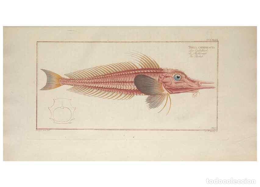 Sammeln von Zeitschriften und Zeitungen: Reproducci&oacute;n/Reproduction 49774491936: Ichtyologie, ou, Histoire naturelle, g&eacute;n&eacute;rale et particuli&egrave;re