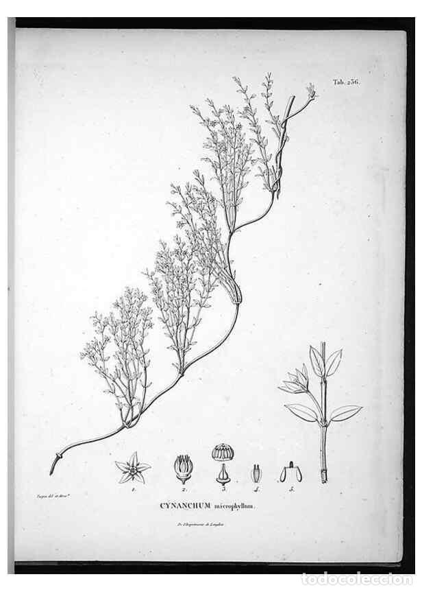 Sammeln von Zeitschriften und Zeitungen: Reproducci&oacute;n/Reproduction 49556699527: Nova genera et species plantarum :. Antverpiae :Ex officina C