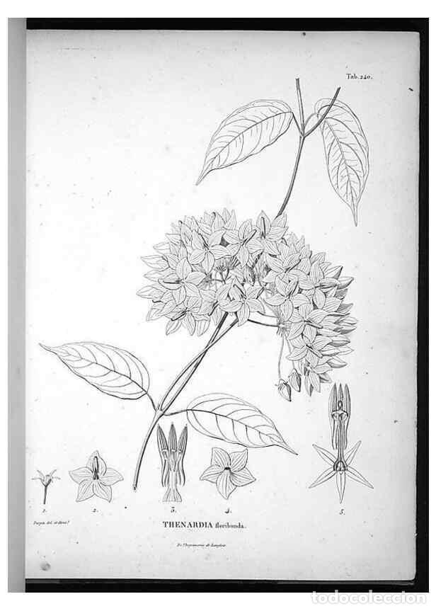 Sammeln von Zeitschriften und Zeitungen: Reproducci&oacute;n/Reproduction 49555968918: Nova genera et species plantarum :. Antverpiae :Ex officina C