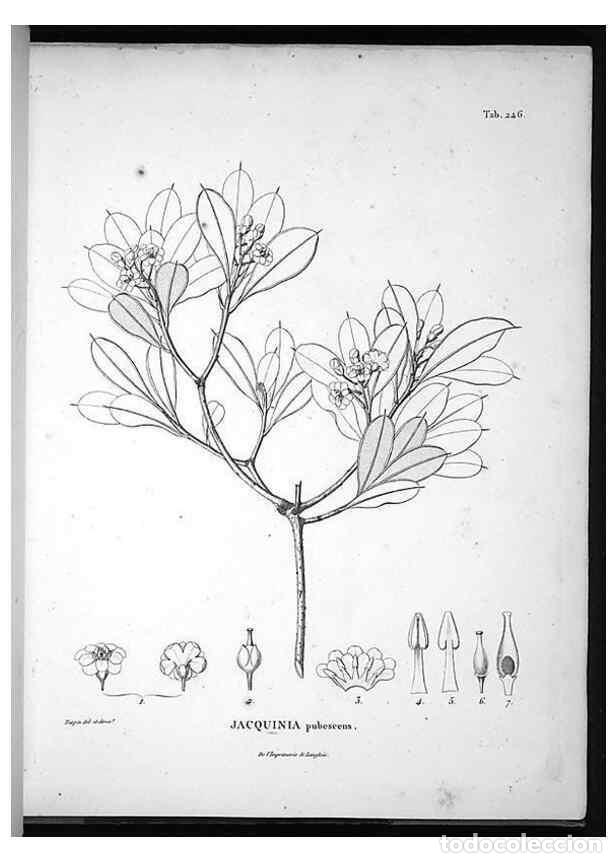 Sammeln von Zeitschriften und Zeitungen: Reproducci&oacute;n/Reproduction 49555970033: Nova genera et species plantarum :. Antverpiae :Ex officina C