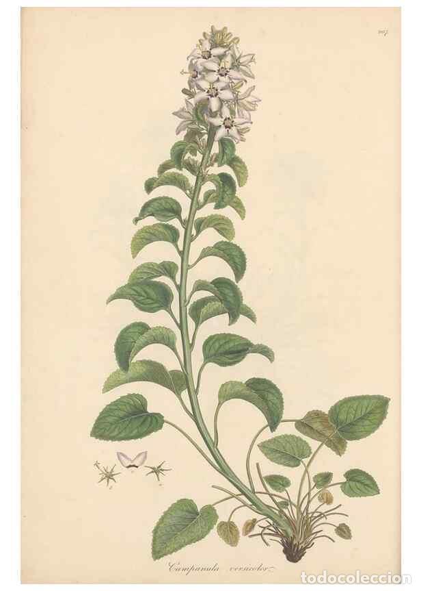 Sammeln von Zeitschriften und Zeitungen: Reproducci&oacute;n/Reproduction 49556694873: Flora Graeca, sive, Plantarum rariorum historia, quas in prov