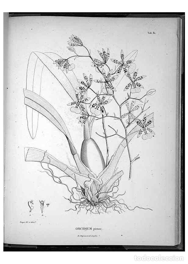 Sammeln von Zeitschriften und Zeitungen: Reproducci&oacute;n/Reproduction 49556619987: Nova genera et species plantarum :. Antverpiae :Ex officina C