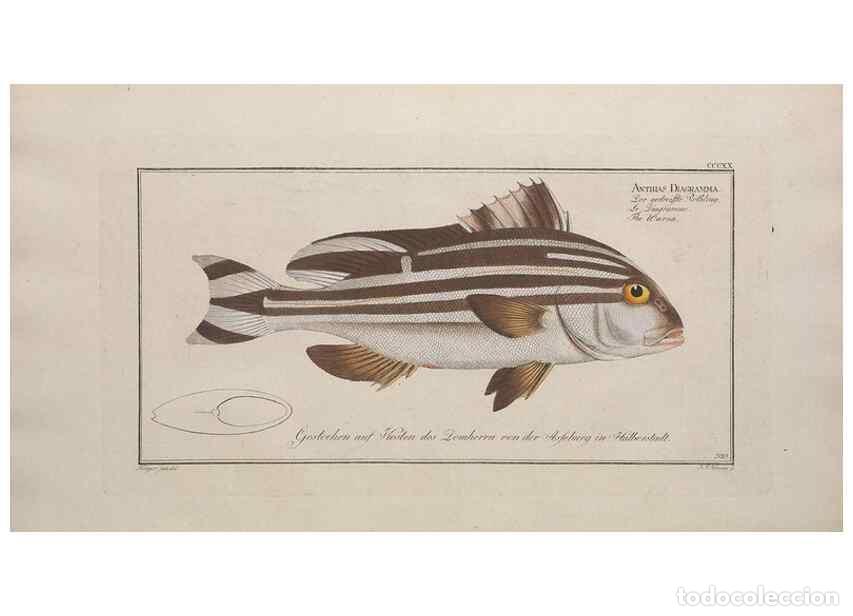 Sammeln von Zeitschriften und Zeitungen: Reproducci&oacute;n/Reproduction 49774482196: Ichtyologie, ou, Histoire naturelle, g&eacute;n&eacute;rale et particuli&egrave;re