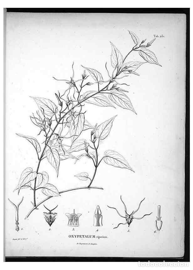 Sammeln von Zeitschriften und Zeitungen: Reproducci&oacute;n/Reproduction 49555967098: Nova genera et species plantarum :. Antverpiae :Ex officina C