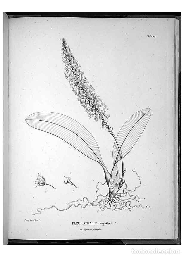 Sammeln von Zeitschriften und Zeitungen: Reproducci&oacute;n/Reproduction 49556385106: Nova genera et species plantarum :. Antverpiae :Ex officina C