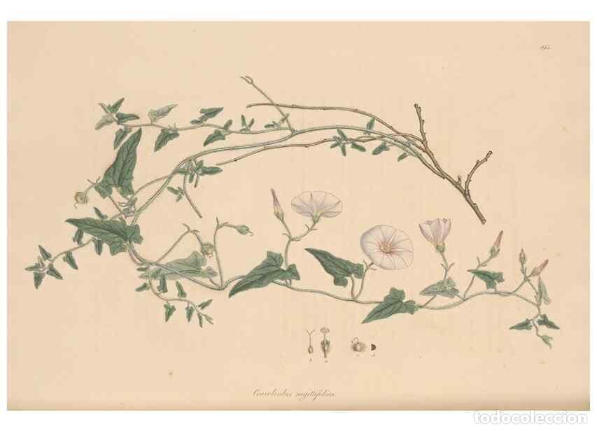 Sammeln von Zeitschriften und Zeitungen: Reproducci&oacute;n/Reproduction 49556392603: Flora Graeca, sive, Plantarum rariorum historia, quas in prov