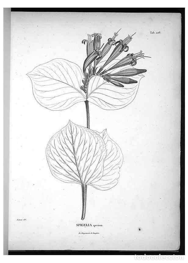 Sammeln von Zeitschriften und Zeitungen: Reproducci&oacute;n/Reproduction 49555966223: Nova genera et species plantarum :. Antverpiae :Ex officina C