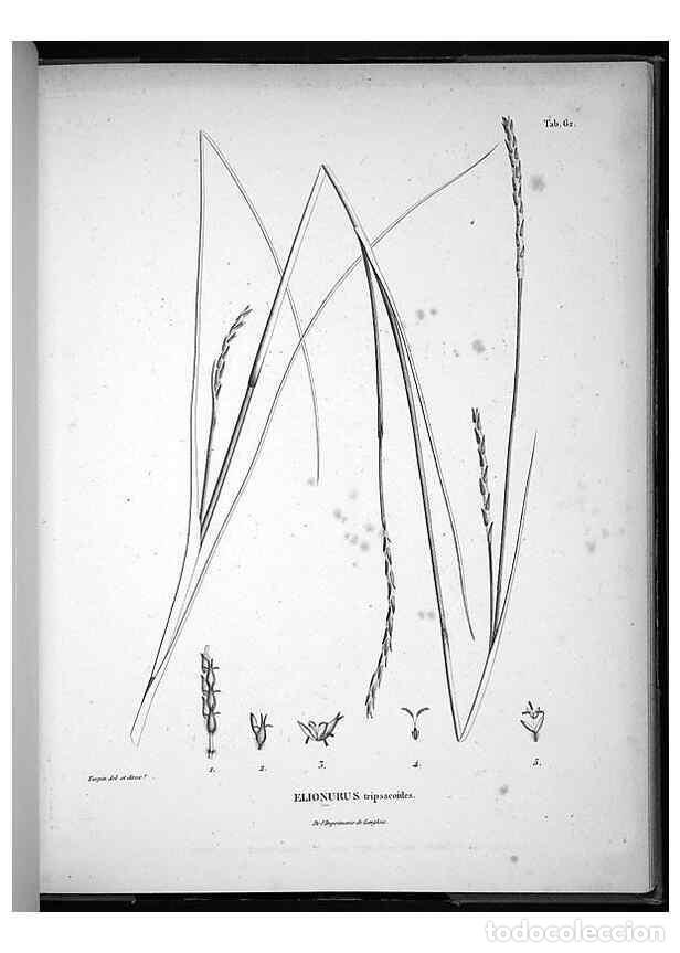Sammeln von Zeitschriften und Zeitungen: Reproducci&oacute;n/Reproduction 49556617577: Nova genera et species plantarum :. Antverpiae :Ex officina C