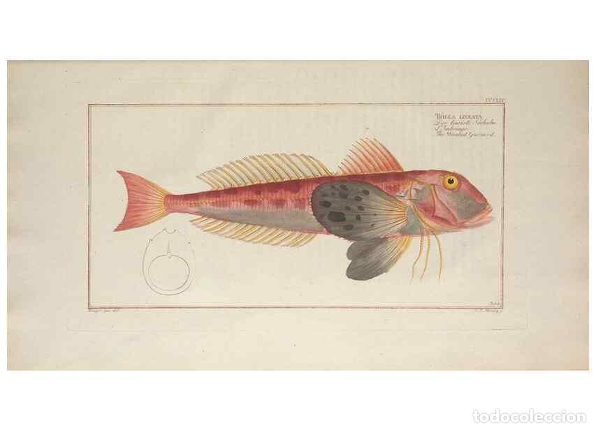 Sammeln von Zeitschriften und Zeitungen: Reproducci&oacute;n/Reproduction 49773964113: Ichtyologie, ou, Histoire naturelle, g&eacute;n&eacute;rale et particuli&egrave;re