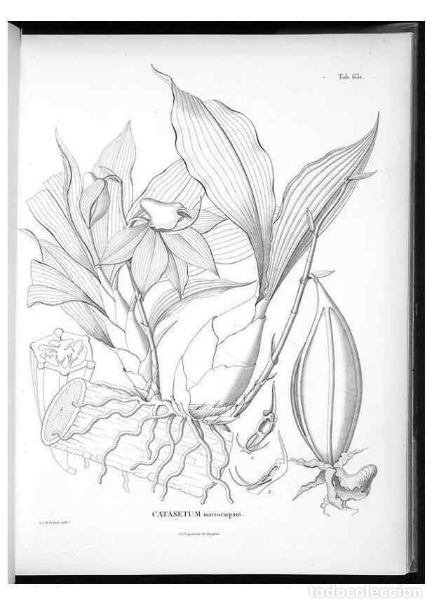 Sammeln von Zeitschriften und Zeitungen: Reproducci&oacute;n/Reproduction 49556168578: Nova genera et species plantarum :. Antverpiae :Ex officina C