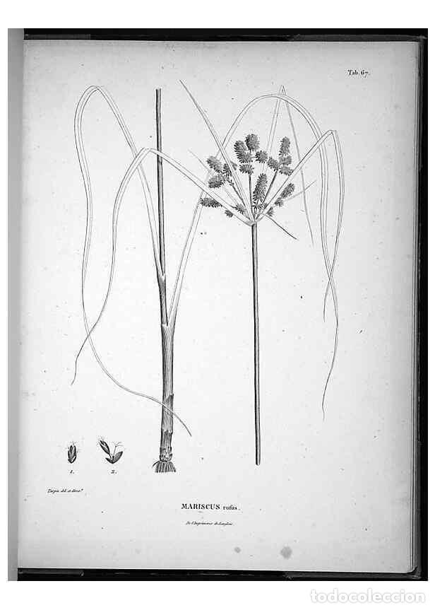 Sammeln von Zeitschriften und Zeitungen: Reproducci&oacute;n/Reproduction 49556618302: Nova genera et species plantarum :. Antverpiae :Ex officina C