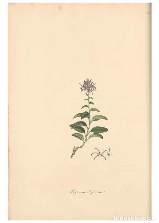 Sammeln von Zeitschriften und Zeitungen: Reproducci&oacute;n/Reproduction 49557430247: Flora Graeca, sive, Plantarum rariorum historia, quas in prov