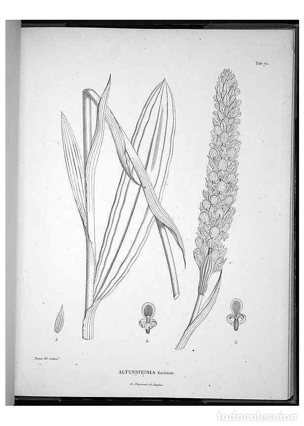 Sammeln von Zeitschriften und Zeitungen: Reproducci&oacute;n/Reproduction 49556618867: Nova genera et species plantarum :. Antverpiae :Ex officina C