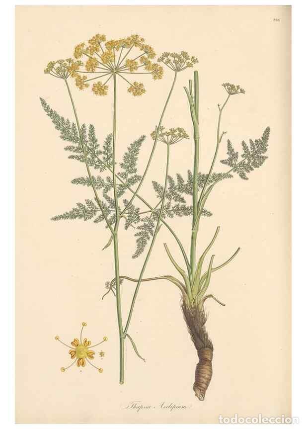 Collezionismo di Riviste e Giornali: Reproducci&oacute;n/Reproduction 49557452407: Flora Graeca, sive, Plantarum rariorum historia, quas in prov