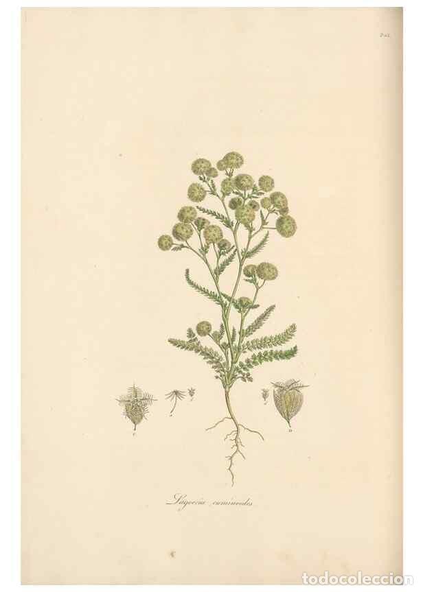 Collezionismo di Riviste e Giornali: Reproducci&oacute;n/Reproduction 49556704643: Flora Graeca, sive, Plantarum rariorum historia, quas in prov