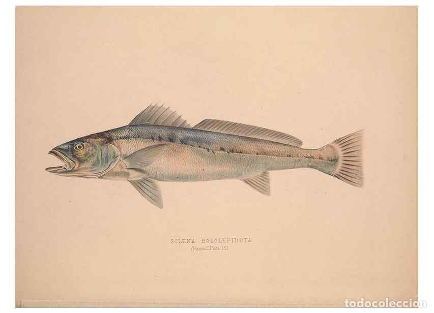 Colecionismo de Revistas e Jornais: Reproducci&oacute;n/Reproduction 49807322762: Illustrations of the zoology of South Africa. London :Smith,