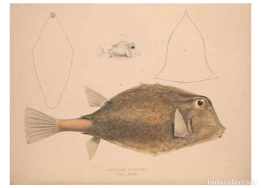 Sammeln von Zeitschriften und Zeitungen: Reproducci&oacute;n/Reproduction 49807013876: Illustrations of the zoology of South Africa. London :Smith,