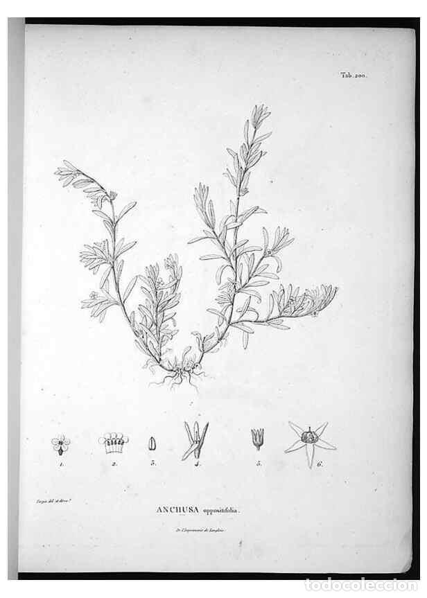 Sammeln von Zeitschriften und Zeitungen: Reproducci&oacute;n/Reproduction 49556456851: Nova genera et species plantarum :. Antverpiae :Ex officina C