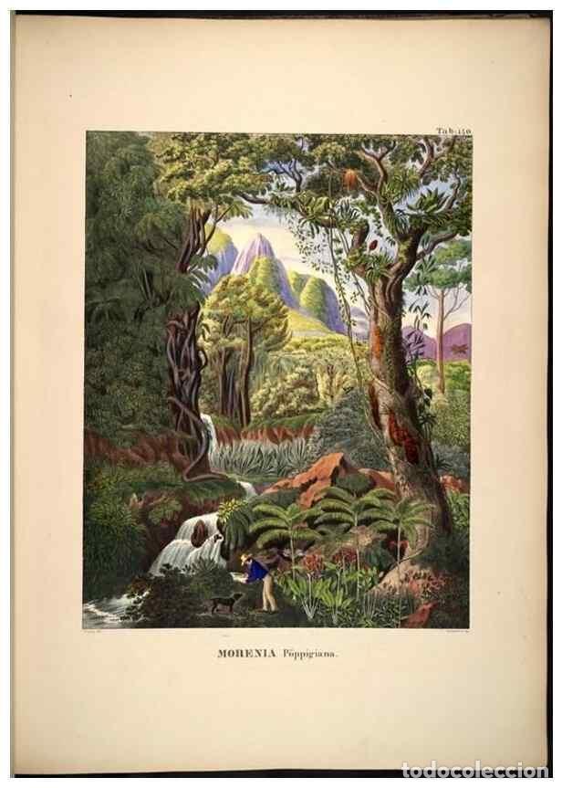 Sammeln von Zeitschriften und Zeitungen: Reproducci&oacute;n/Reproduction 49785066836: Historia naturalis palmarum. Lipsiae: T.O. Weigel, [1823-50].