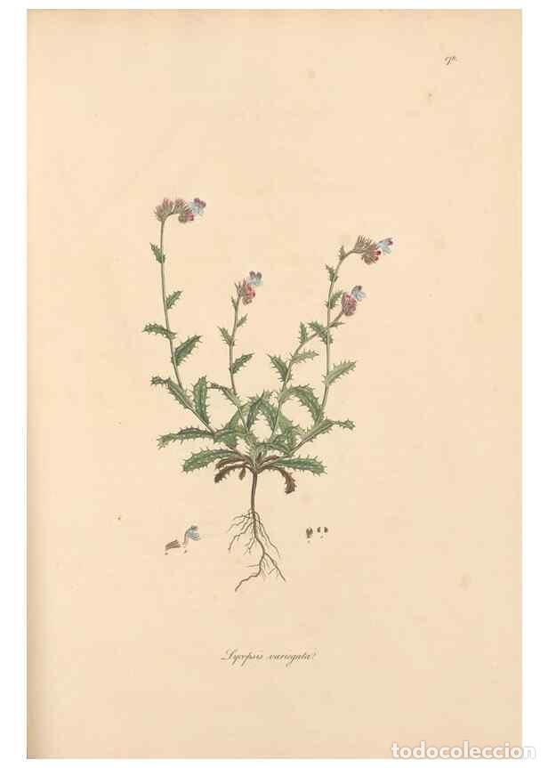 Sammeln von Zeitschriften und Zeitungen: Reproducci&oacute;n/Reproduction 49556387123: Flora Graeca, sive, Plantarum rariorum historia, quas in prov