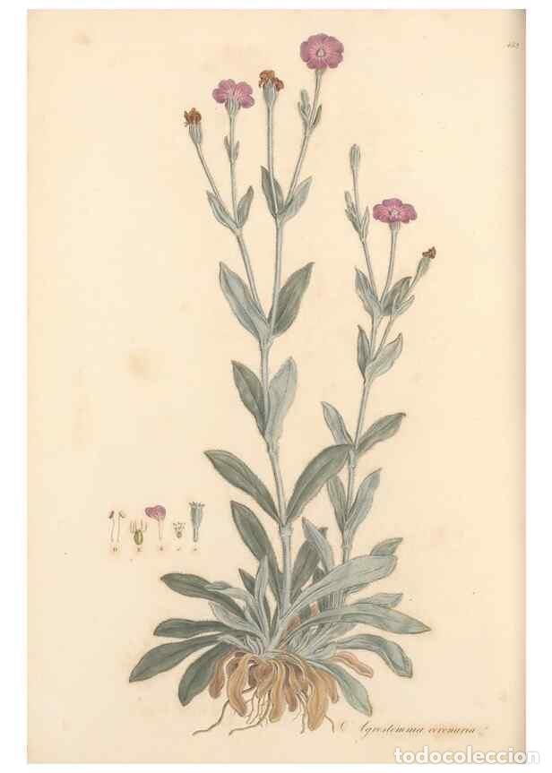 Sammeln von Zeitschriften und Zeitungen: Reproducci&oacute;n/Reproduction 49557803657: Flora Graeca, sive, Plantarum rariorum historia, quas in prov
