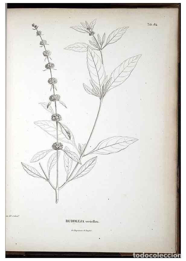 Sammeln von Zeitschriften und Zeitungen: Reproducci&oacute;n/Reproduction 49555928098: Nova genera et species plantarum :. Antverpiae :Ex officina C