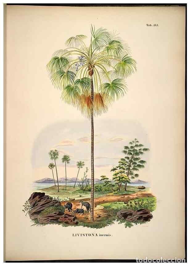 Sammeln von Zeitschriften und Zeitungen: Reproducci&oacute;n/Reproduction 49785389452: Historia naturalis palmarum. Lipsiae: T.O. Weigel, [1823-50].