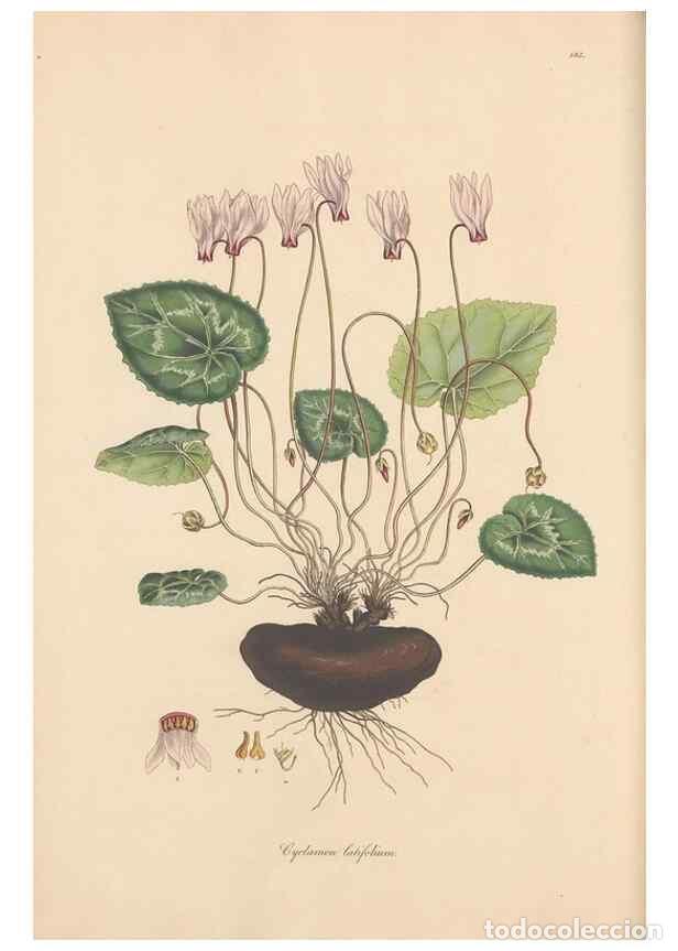 Sammeln von Zeitschriften und Zeitungen: Reproducci&oacute;n/Reproduction 49556389398: Flora Graeca, sive, Plantarum rariorum historia, quas in prov