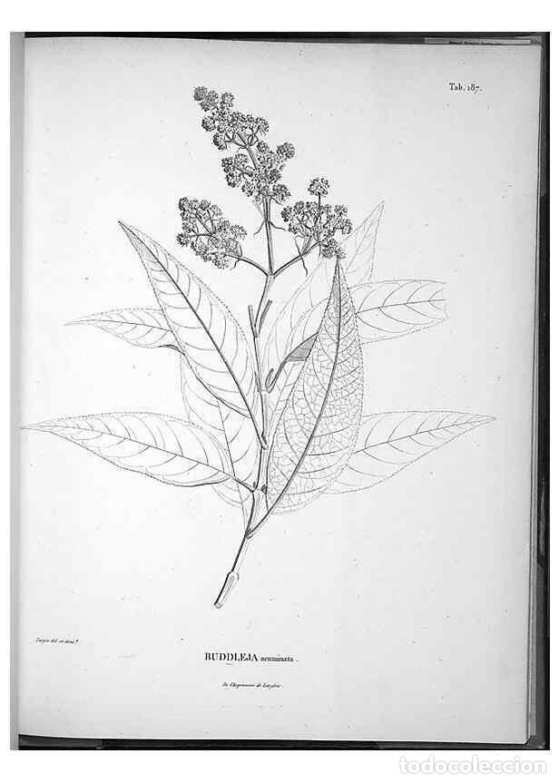 Sammeln von Zeitschriften und Zeitungen: Reproducci&oacute;n/Reproduction 49555927073: Nova genera et species plantarum :. Antverpiae :Ex officina C