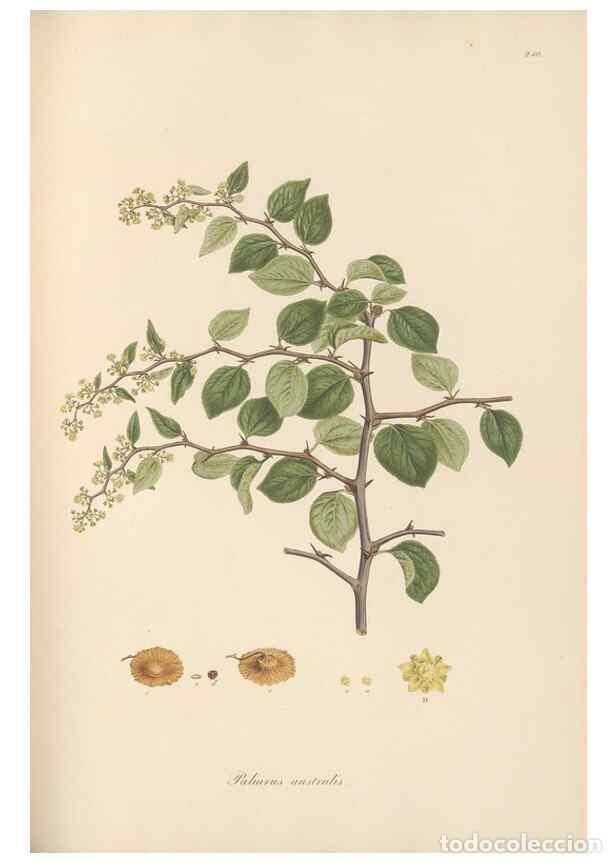 Sammeln von Zeitschriften und Zeitungen: Reproducci&oacute;n/Reproduction 49557202851: Flora Graeca, sive, Plantarum rariorum historia, quas in prov