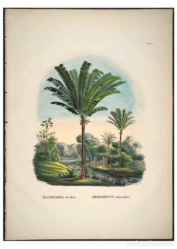 Sammeln von Zeitschriften und Zeitungen: Reproducci&oacute;n/Reproduction 49785659831: Historia naturalis palmarum. Lipsiae: T.O. Weigel, [1823-50].