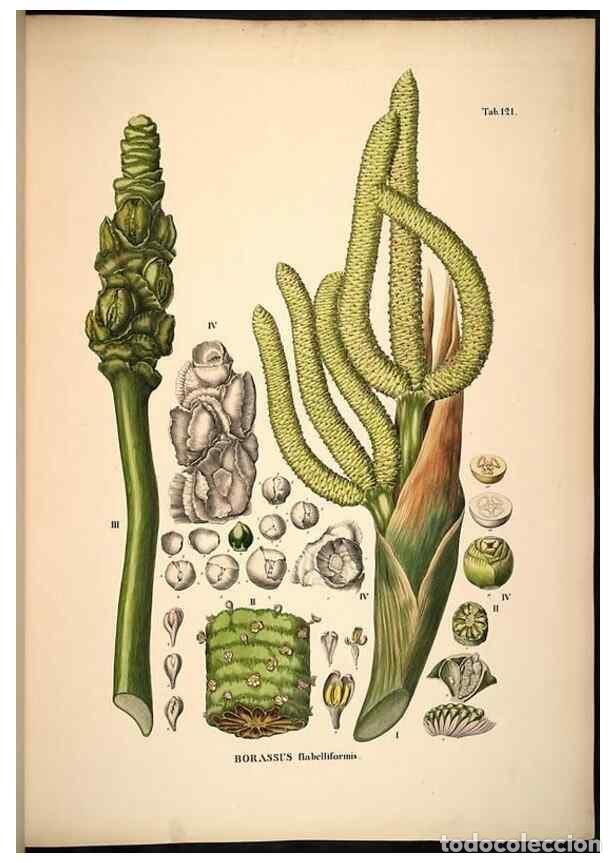 Sammeln von Zeitschriften und Zeitungen: Reproducci&oacute;n/Reproduction 49785063396: Historia naturalis palmarum. Lipsiae: T.O. Weigel, [1823-50].