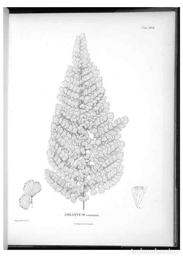 Sammeln von Zeitschriften und Zeitungen: Reproducci&oacute;n/Reproduction 49556924432: Nova genera et species plantarum :. Antverpiae :Ex officina C