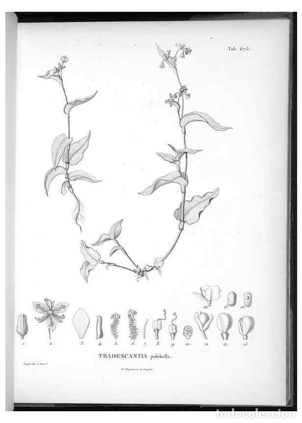 Sammeln von Zeitschriften und Zeitungen: Reproducci&oacute;n/Reproduction 49556688201: Nova genera et species plantarum :. Antverpiae :Ex officina C