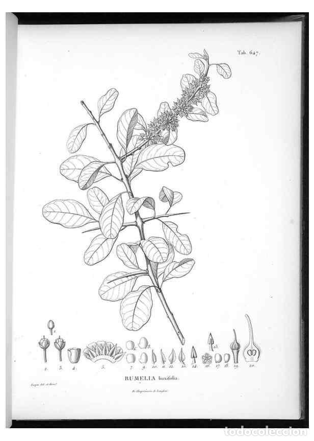 Sammeln von Zeitschriften und Zeitungen: Reproducci&oacute;n/Reproduction 49556680741: Nova genera et species plantarum :. Antverpiae :Ex officina C