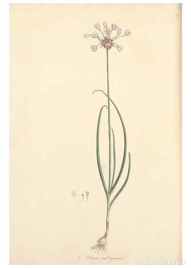 Sammeln von Zeitschriften und Zeitungen: Reproducci&oacute;n/Reproduction 49556871738: Flora Graeca, sive, Plantarum rariorum historia, quas in prov