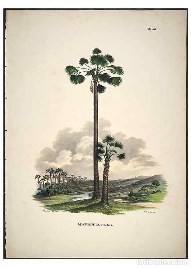 Sammeln von Zeitschriften und Zeitungen: Reproducci&oacute;n/Reproduction 49785967472: Historia naturalis palmarum. Lipsiae: T.O. Weigel, [1823-50].