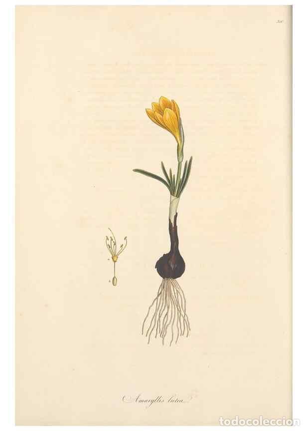 Sammeln von Zeitschriften und Zeitungen: Reproducci&oacute;n/Reproduction 49556866493: Flora Graeca, sive, Plantarum rariorum historia, quas in prov