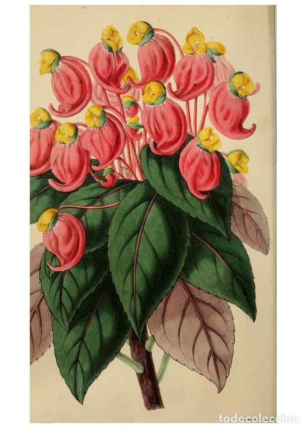 Sammeln von Zeitschriften und Zeitungen: Reproducci&oacute;n/Reproduction 49784761861: The florist, fruitist, and garden miscellany.. London :Chapma