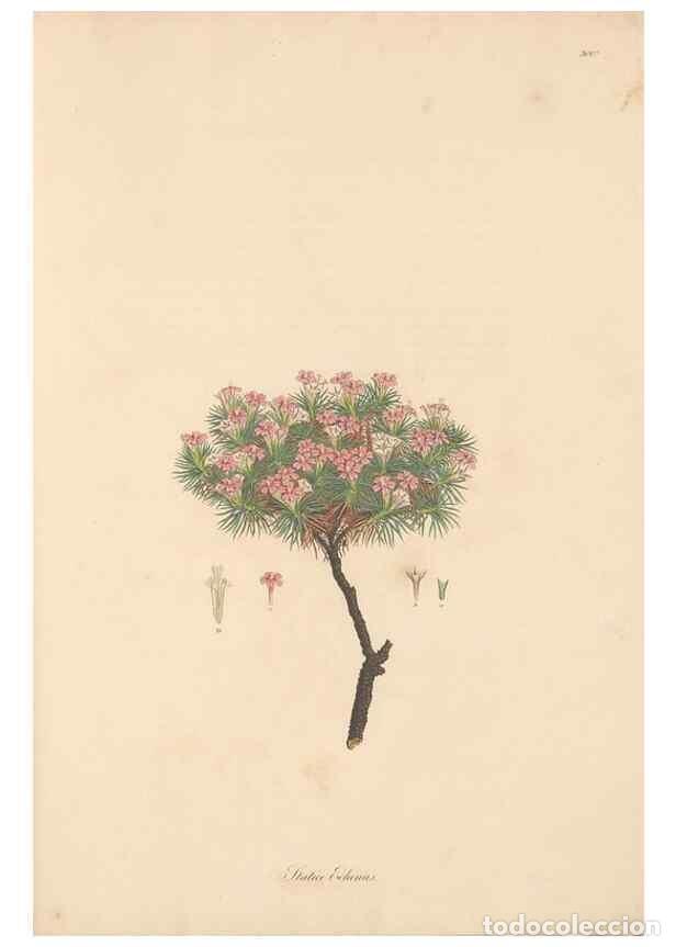 Sammeln von Zeitschriften und Zeitungen: Reproducci&oacute;n/Reproduction 49556819348: Flora Graeca, sive, Plantarum rariorum historia, quas in prov